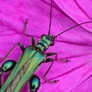 I was gardening when I came across a beautiful thick legged flower beetle. It was like a bright emerald jewel sitting on the gentian flowers. To my delight I also saw a second one on the Aubretia flowers but this one was llike a lime green jewel shining in the sun. Great photos for my entomology collection! A real blessing!