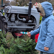 Little Xmas trees in front of grey tractor