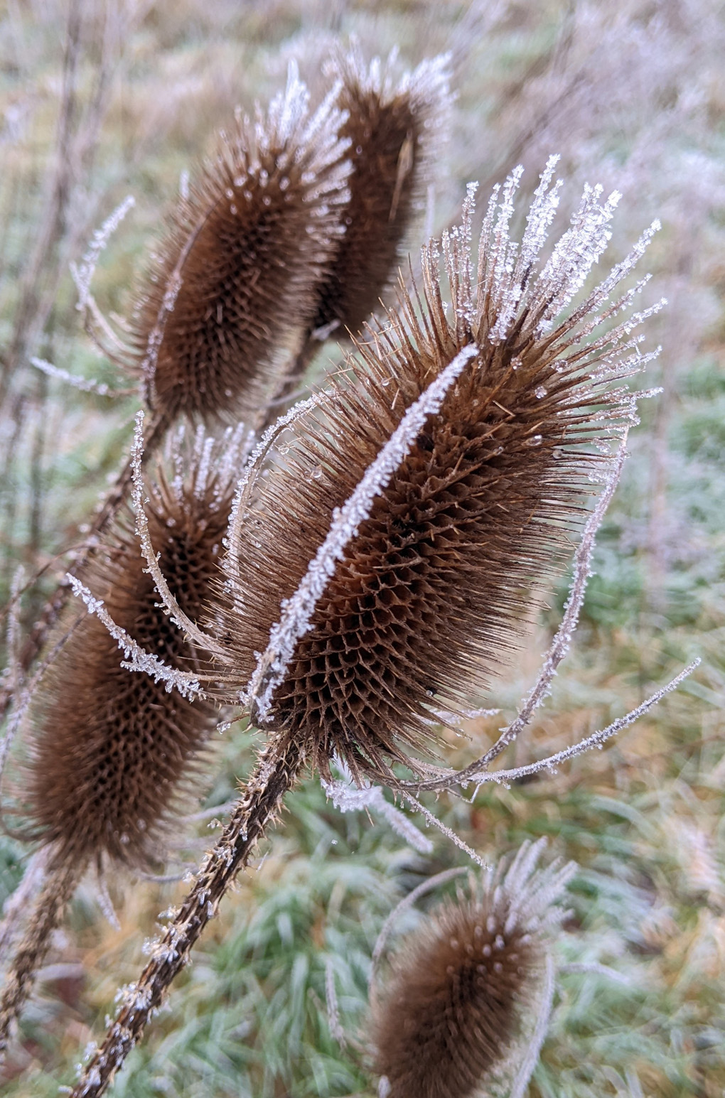 Frozen plant