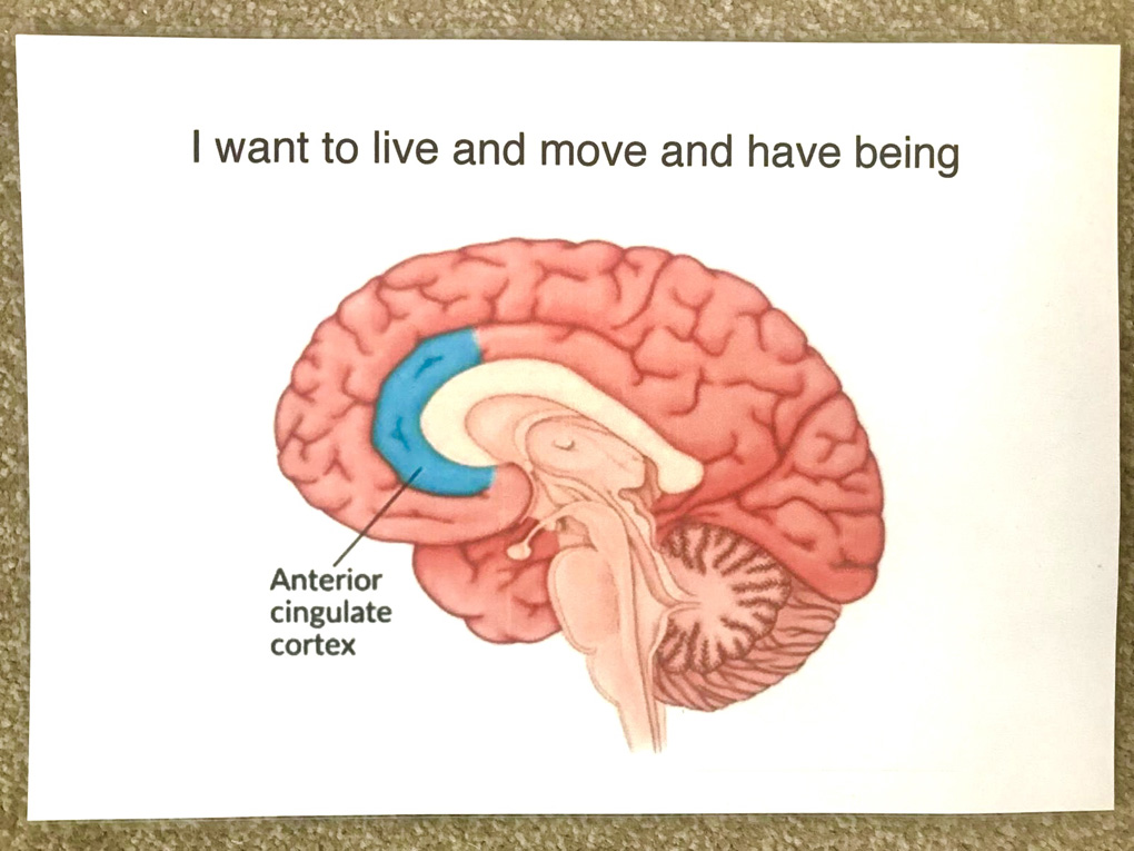 A cross section diagram of the brain, mostly pink with a small C shaped part close to the middle coloured blue to represent the point of interest.