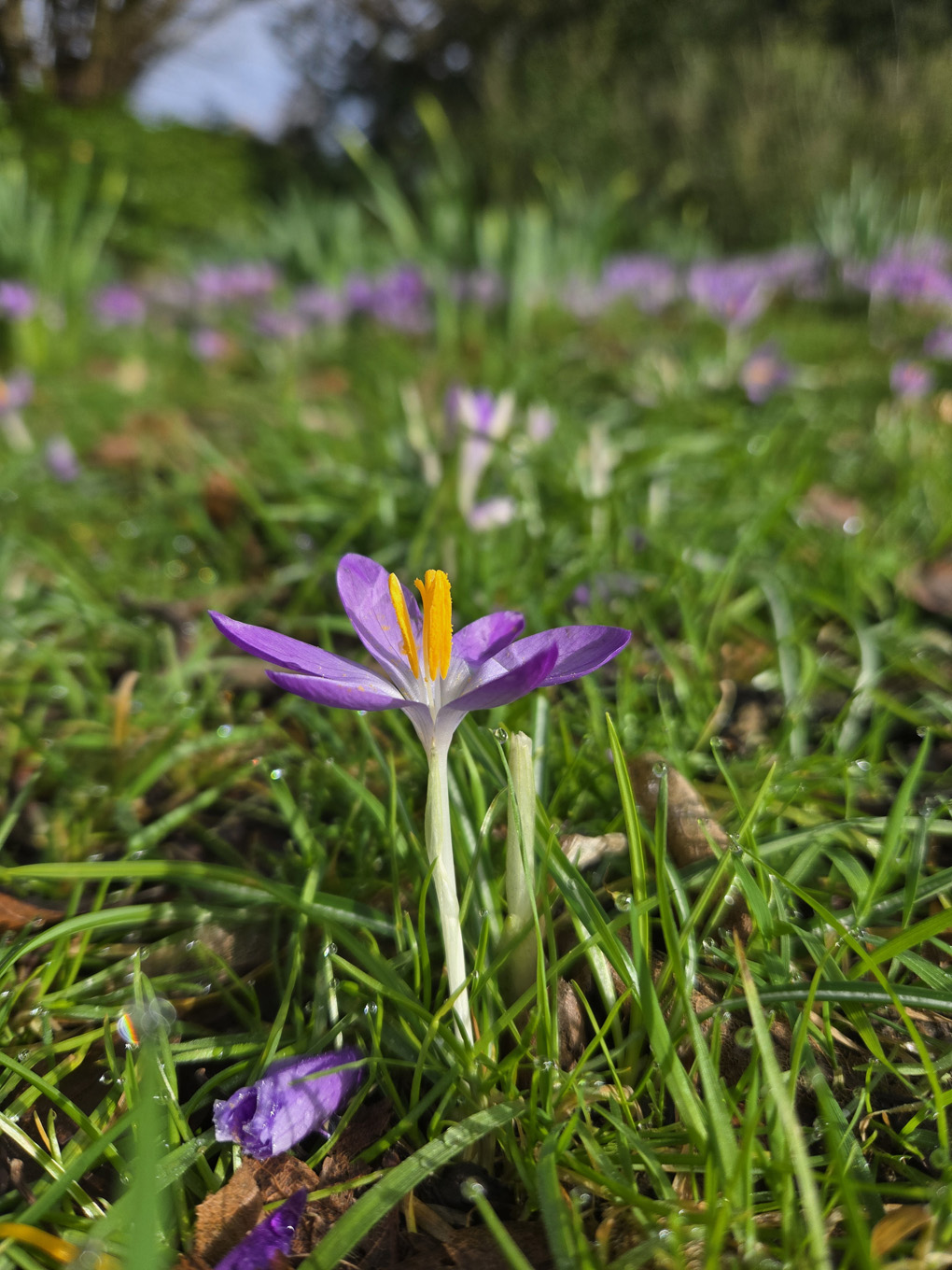 Close up of a purple flower with an orange stigma on display, in the background lush green grass and a few other purple flowers