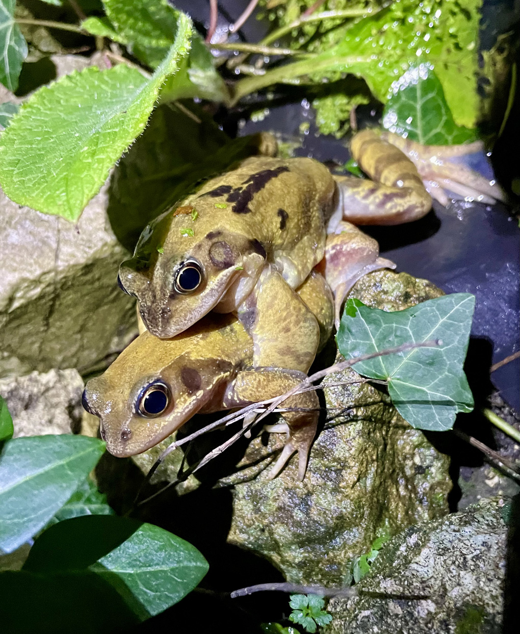 Two frogs in an amorous embrace in a small pond