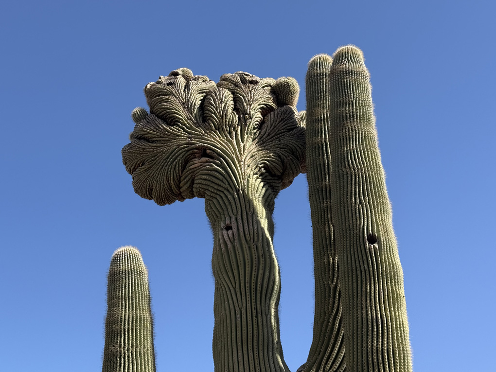 Saguaro cactus with holes in and gnarled branch