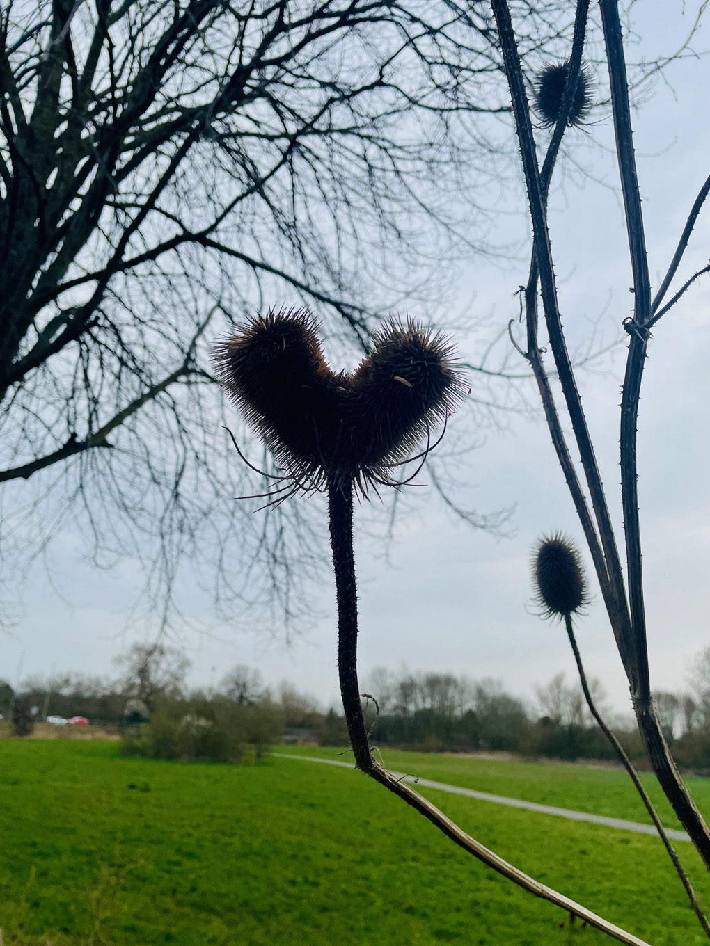 A heart shaped plant on a dull spring walk.