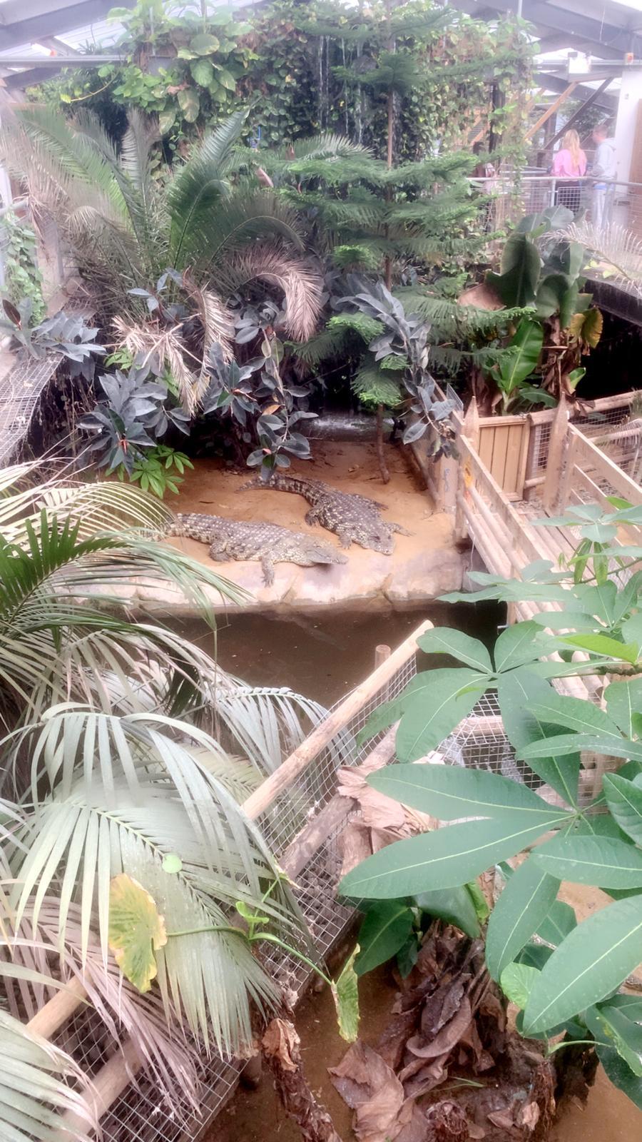 Crocodiles in an enclosure at the zoo
