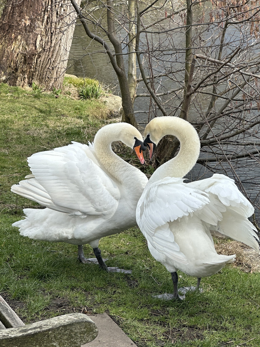 Just in a moment to Swans made a heart shape.