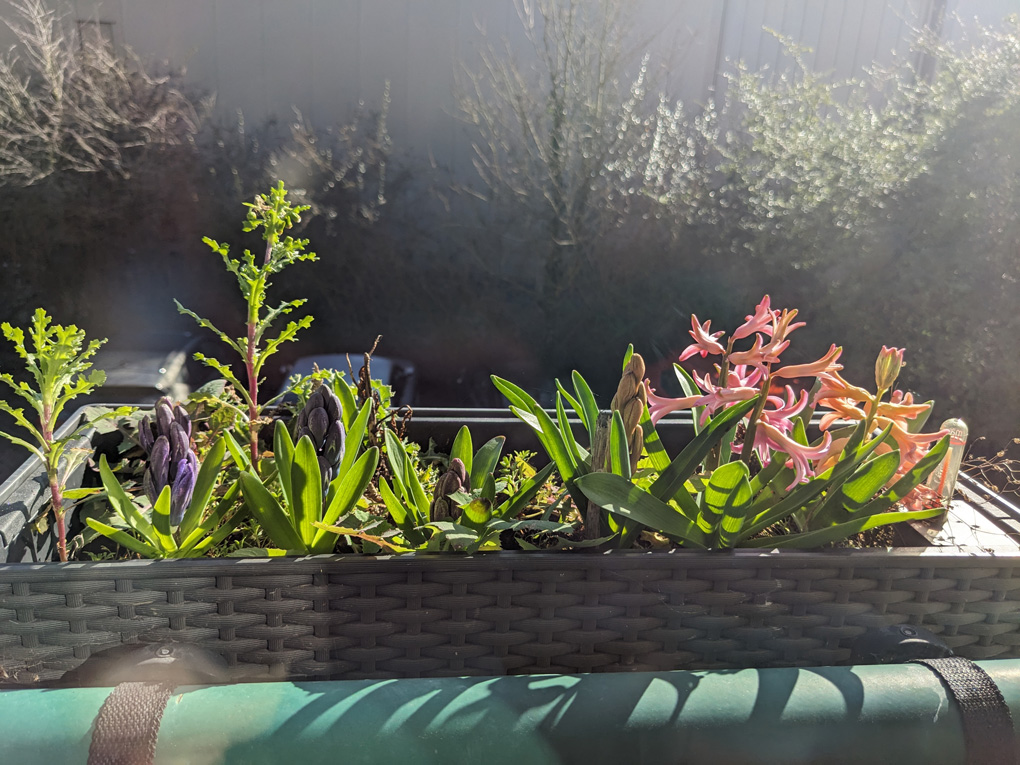 Window box of green shoots and buds just about to bloom