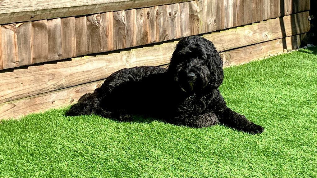 Our Cockapoo basking in the sun in our back garden!