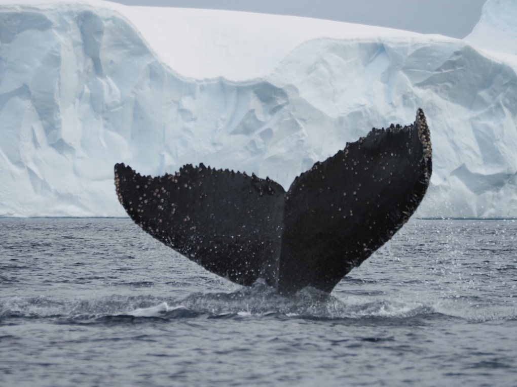 Fluke of humpback whale above the sea