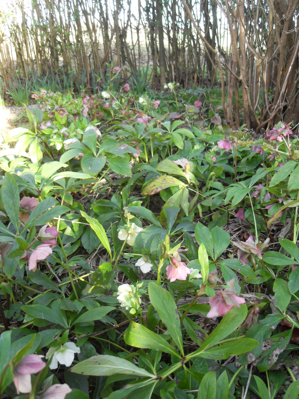 large clump of 