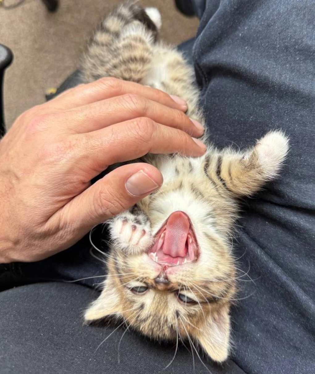 Kitten biting at a human hand.