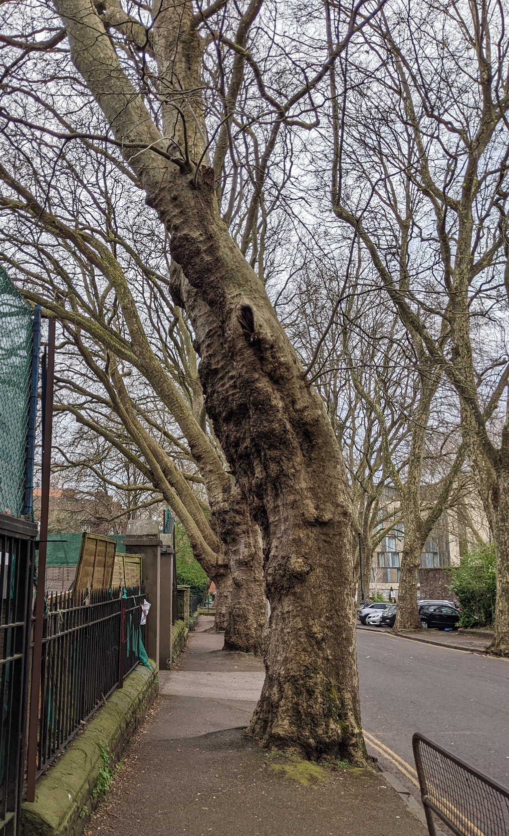 Trees in pavement