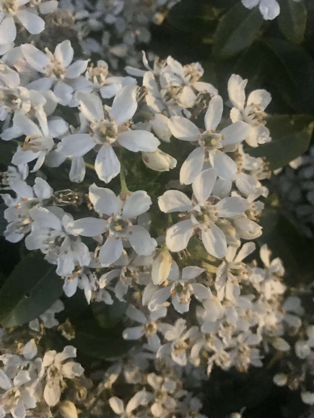 Small delicate white flowers supported by green foliage.