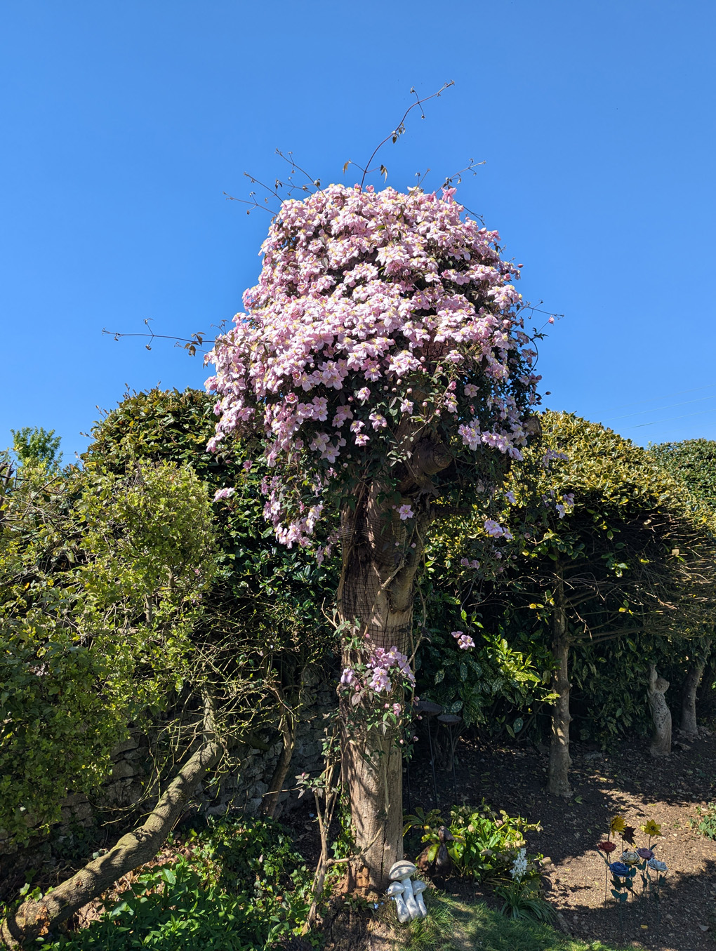 Picture of a tree trunk covered with Clematis flowers.