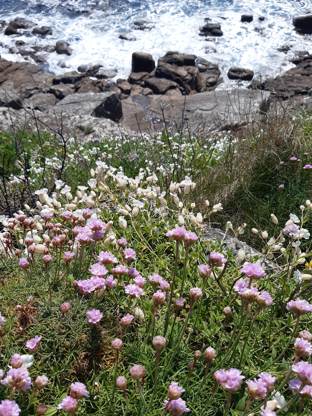 pink thrift on the cornish cliffs