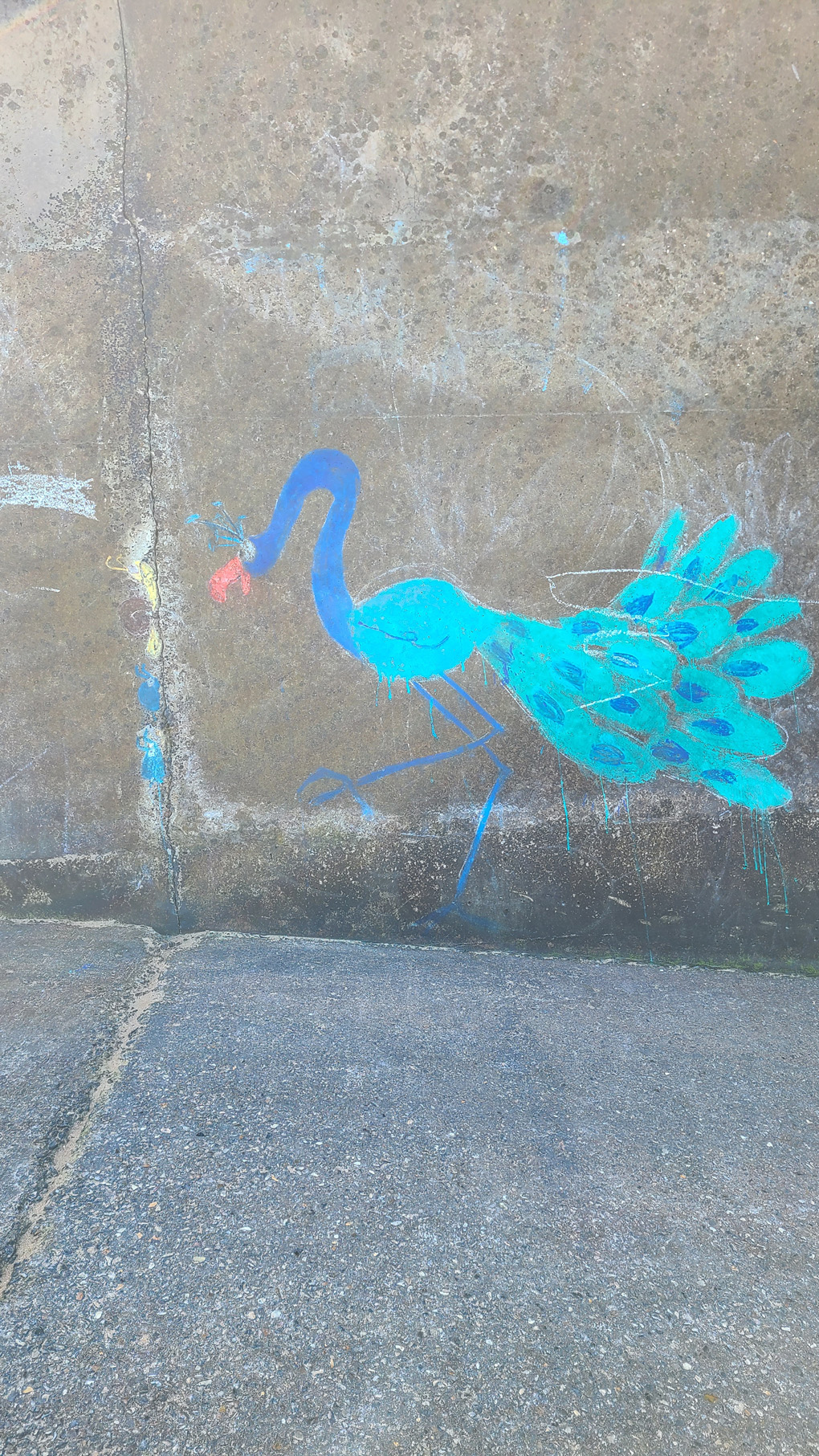A blue and green peacock drawn in chalk on the grey concrete wall of a slipway down to the beach.