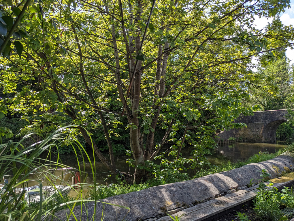 A tree surrounded by greenery with the canal behind a boat just visible on the left and a bridge on the right but mostly trees and bushes with sunlight filtering through