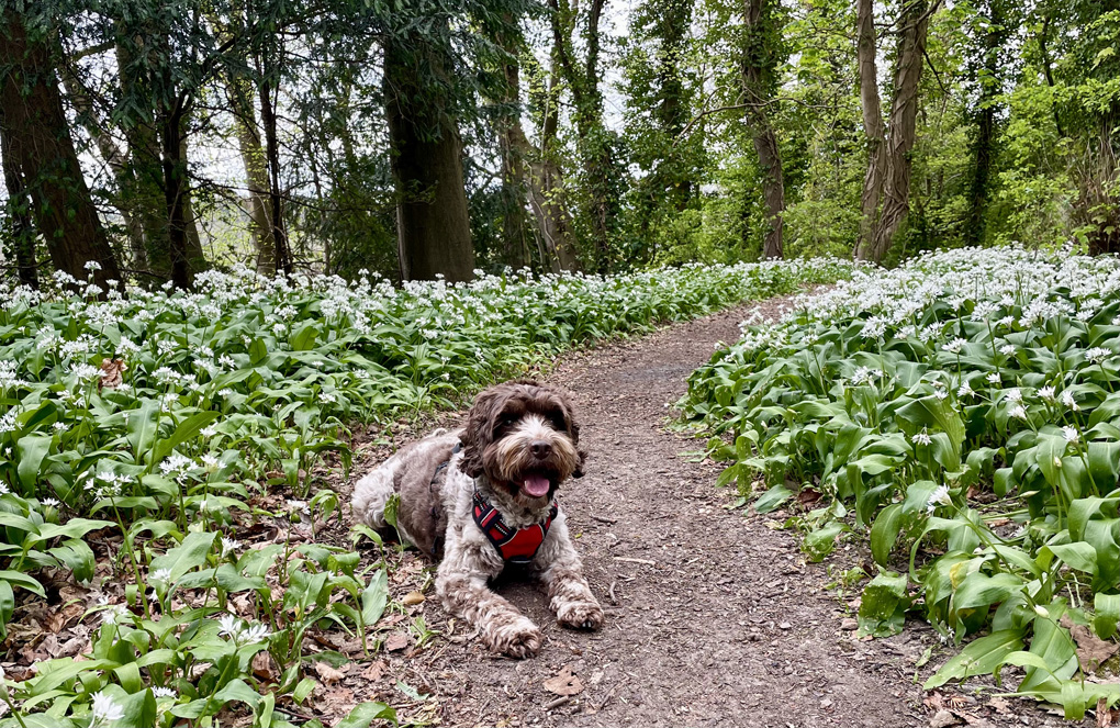 Brown and white dog laying on a woodland path surrounded by wild garlic