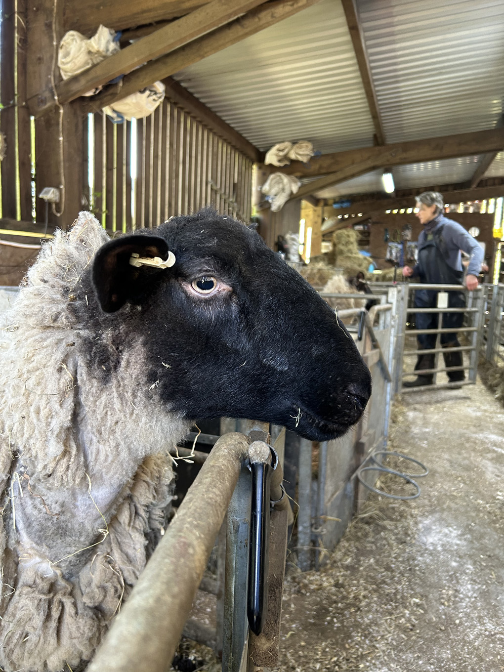 Sheep in a pen