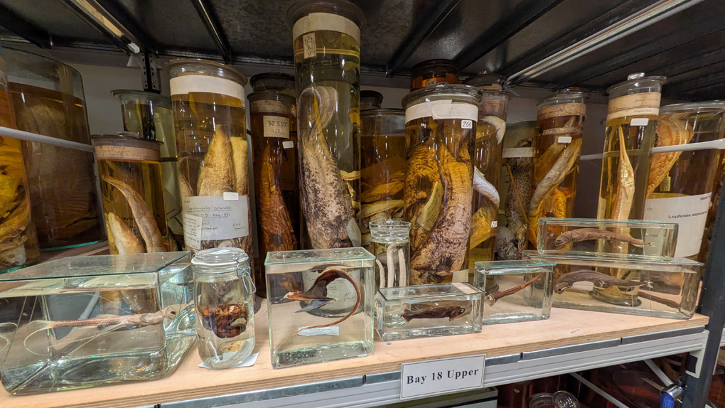 A metal shelf labelled Bay 18 Upper holds a dozen or so jars of various sizes which contain the preserved bodies of weird looking sea creatures that you wouldn't want to encounter on a dark night