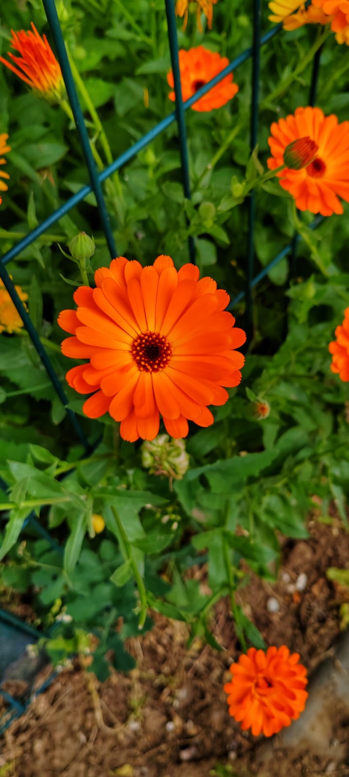 Yellow flower