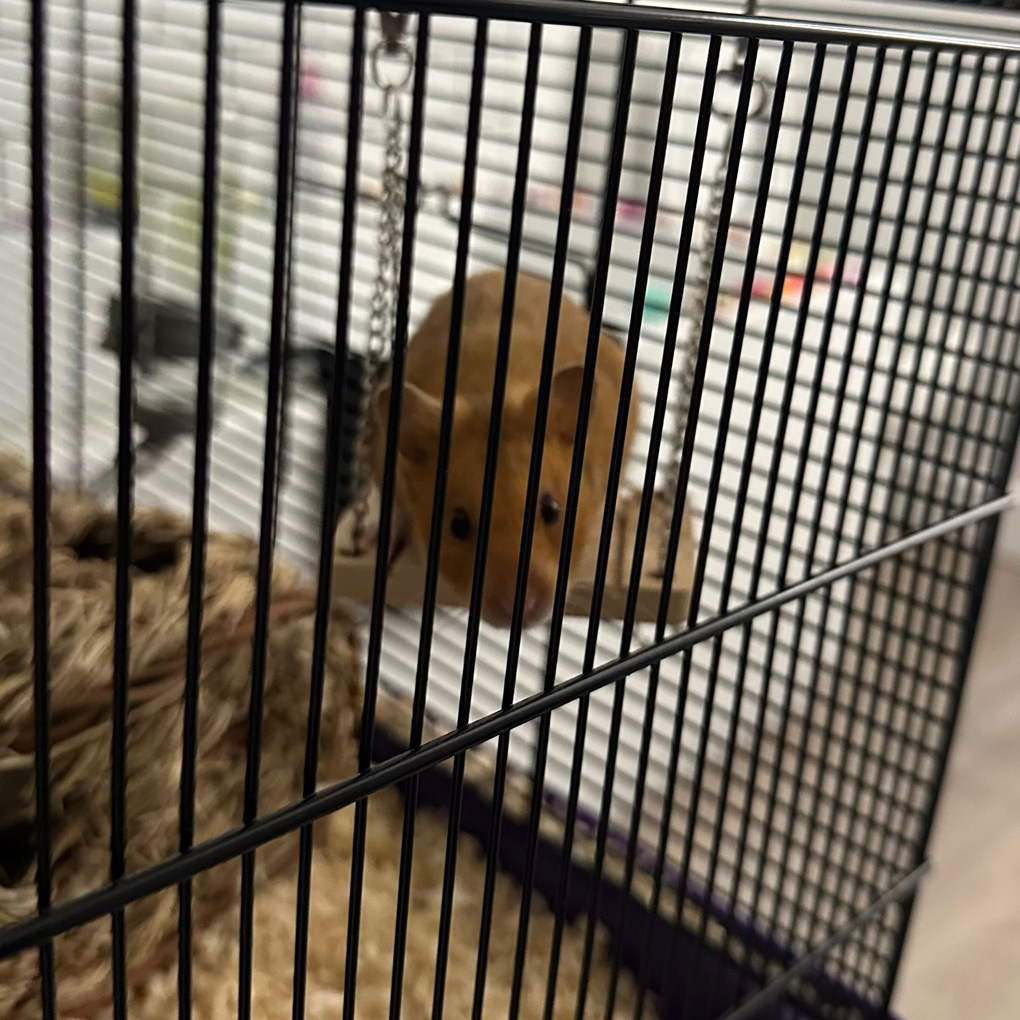 Hamster on a swing