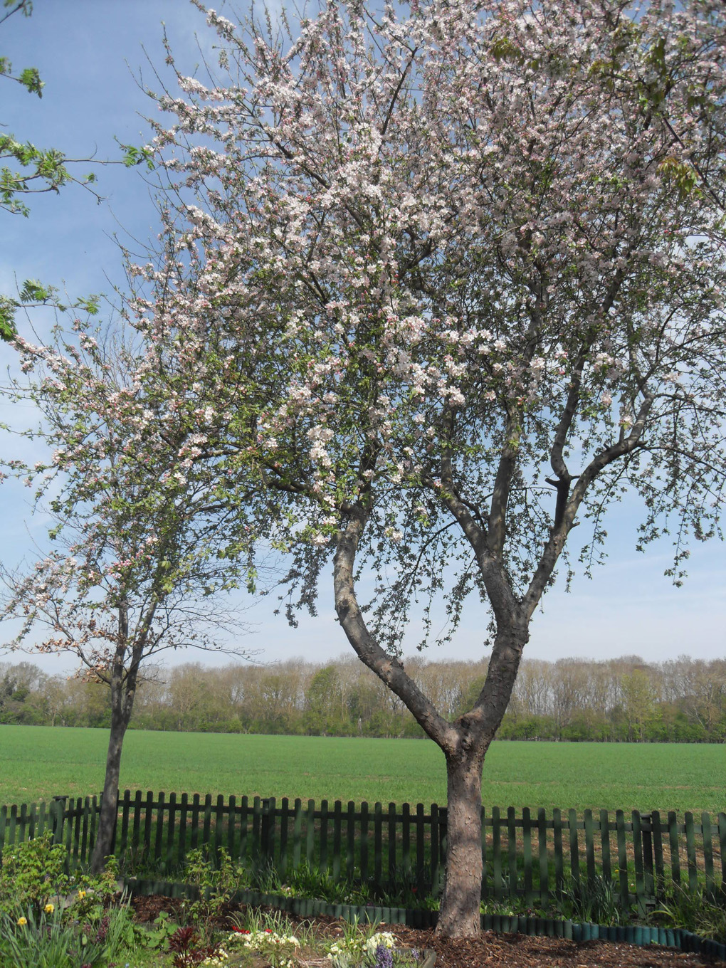blossom tree and view across field to a spinney