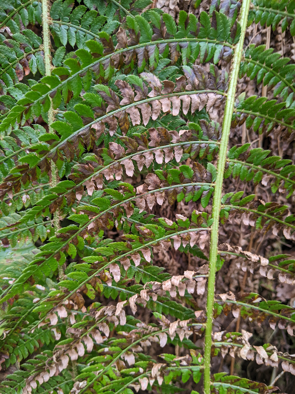 Fern