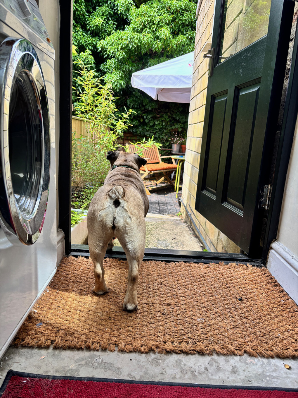 A dog looking out of an open back door on to a garden full of green plants