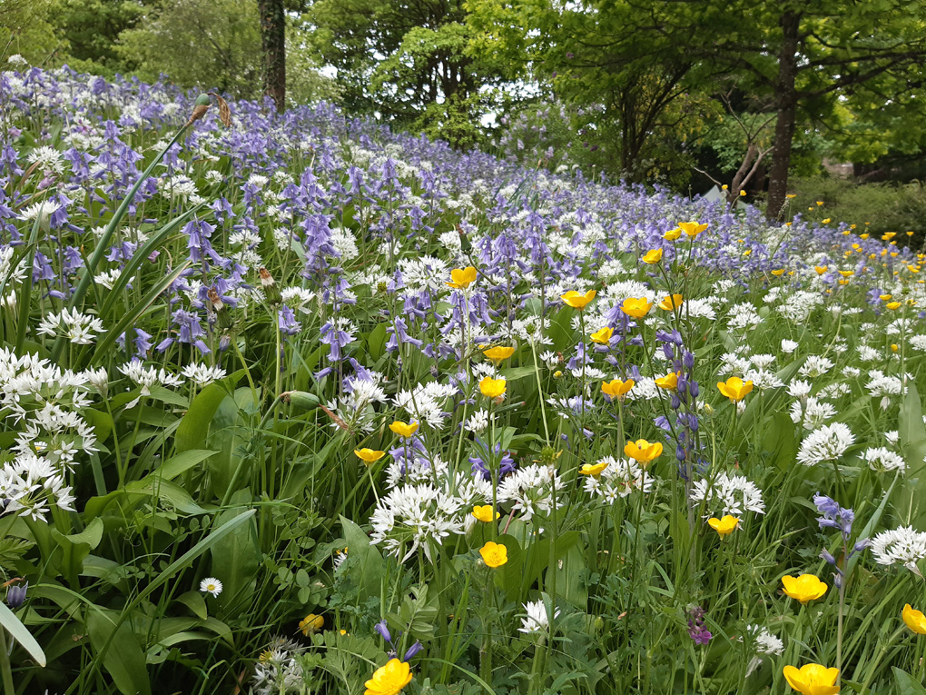 bluebells and wild garlic