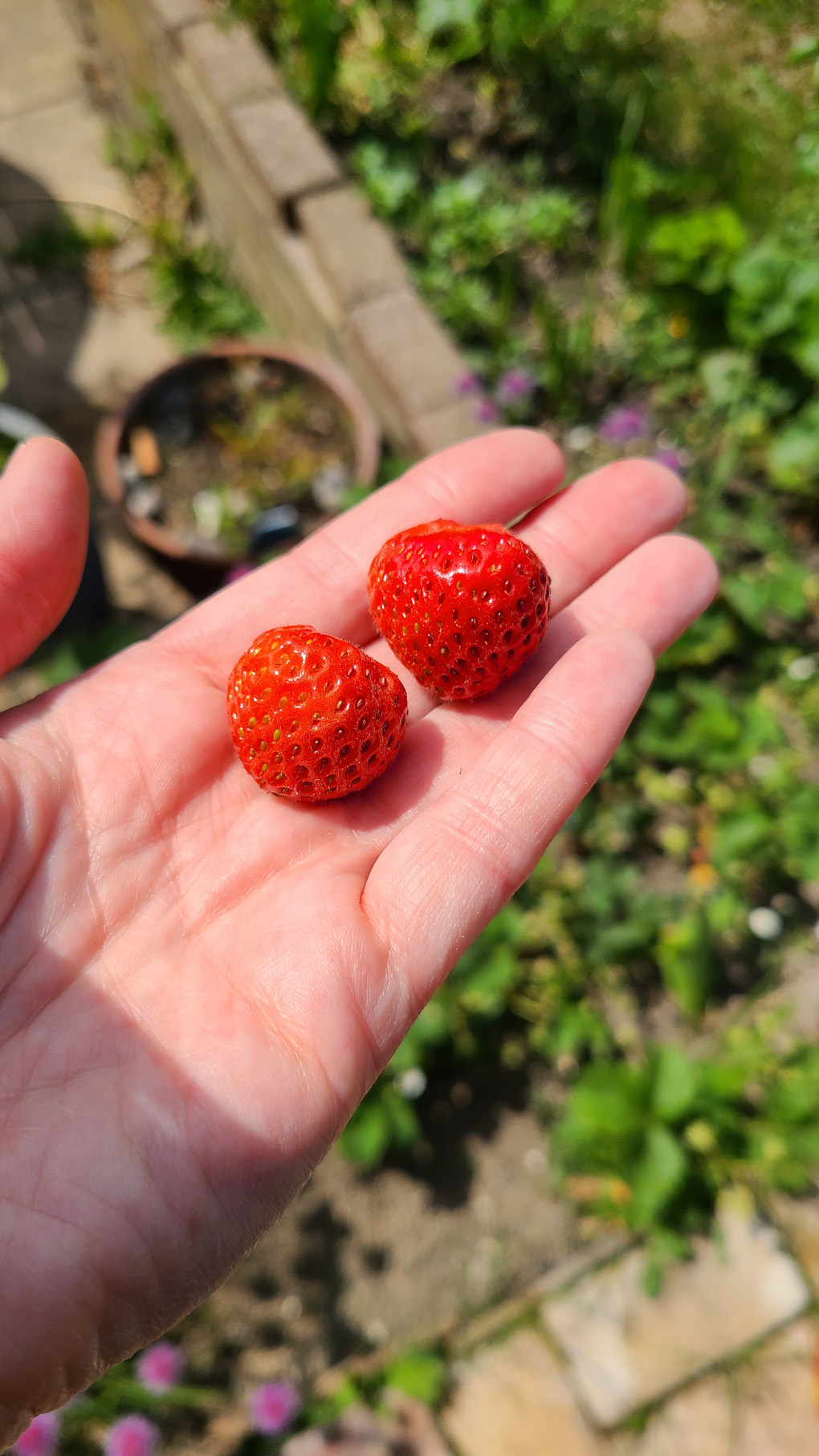Two red strawberries on a pale hand with garden stuff behind