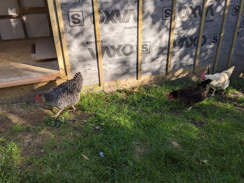 Three hens wandering in the grass