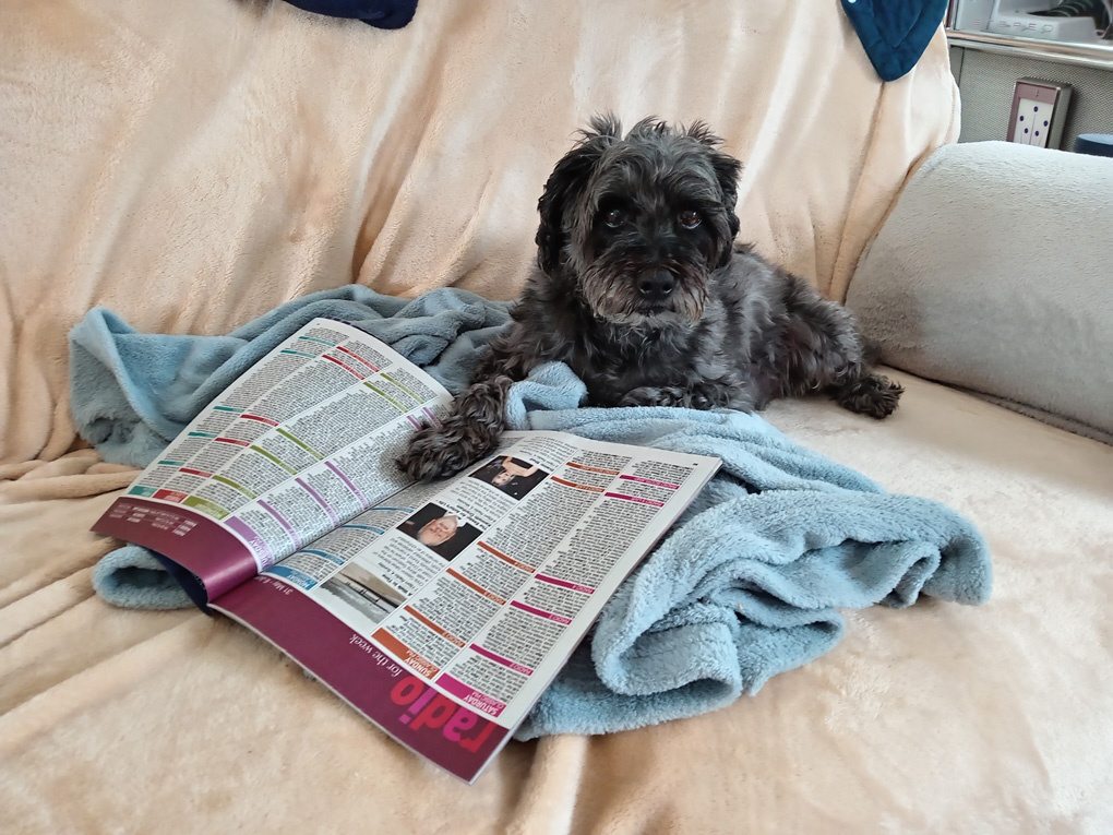 Perusing Pooch