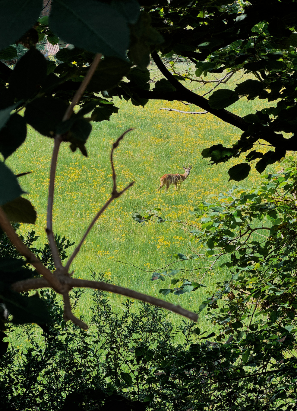 A young fallow deer with short horns stares back from a lush green field covered with bright yellow buttercups