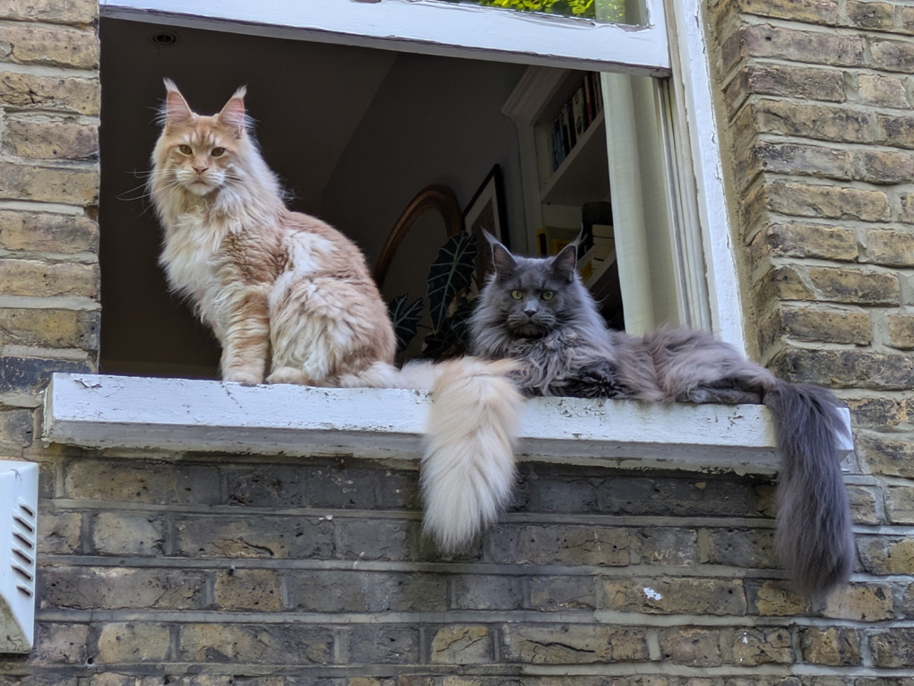 two cats sitting on a windowsill looking at the camera