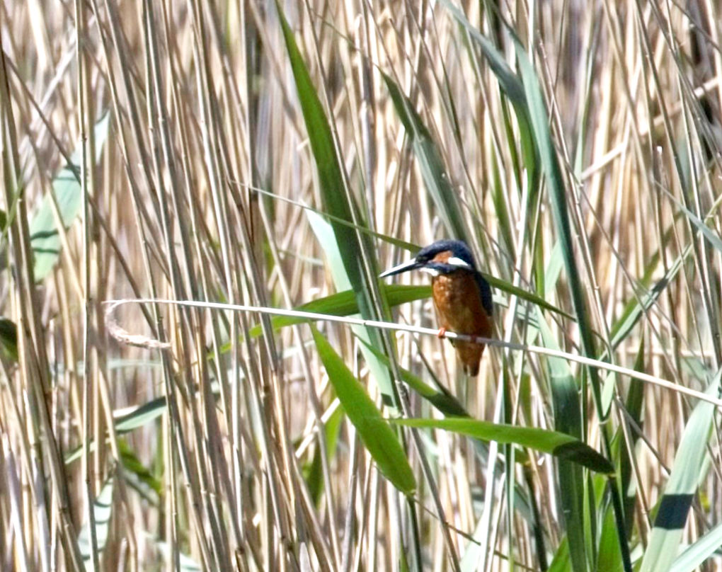 A single kingfisher perches on a reed against a backdrop of reeds.