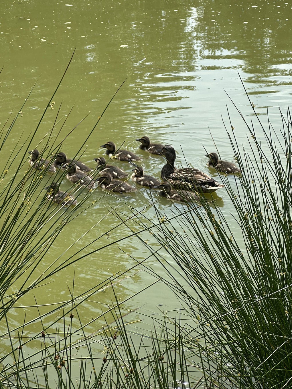 We see a family of ducks