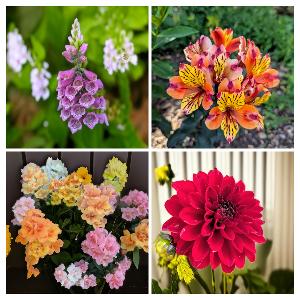 4 inset pictures of colourful flowers in my garden.