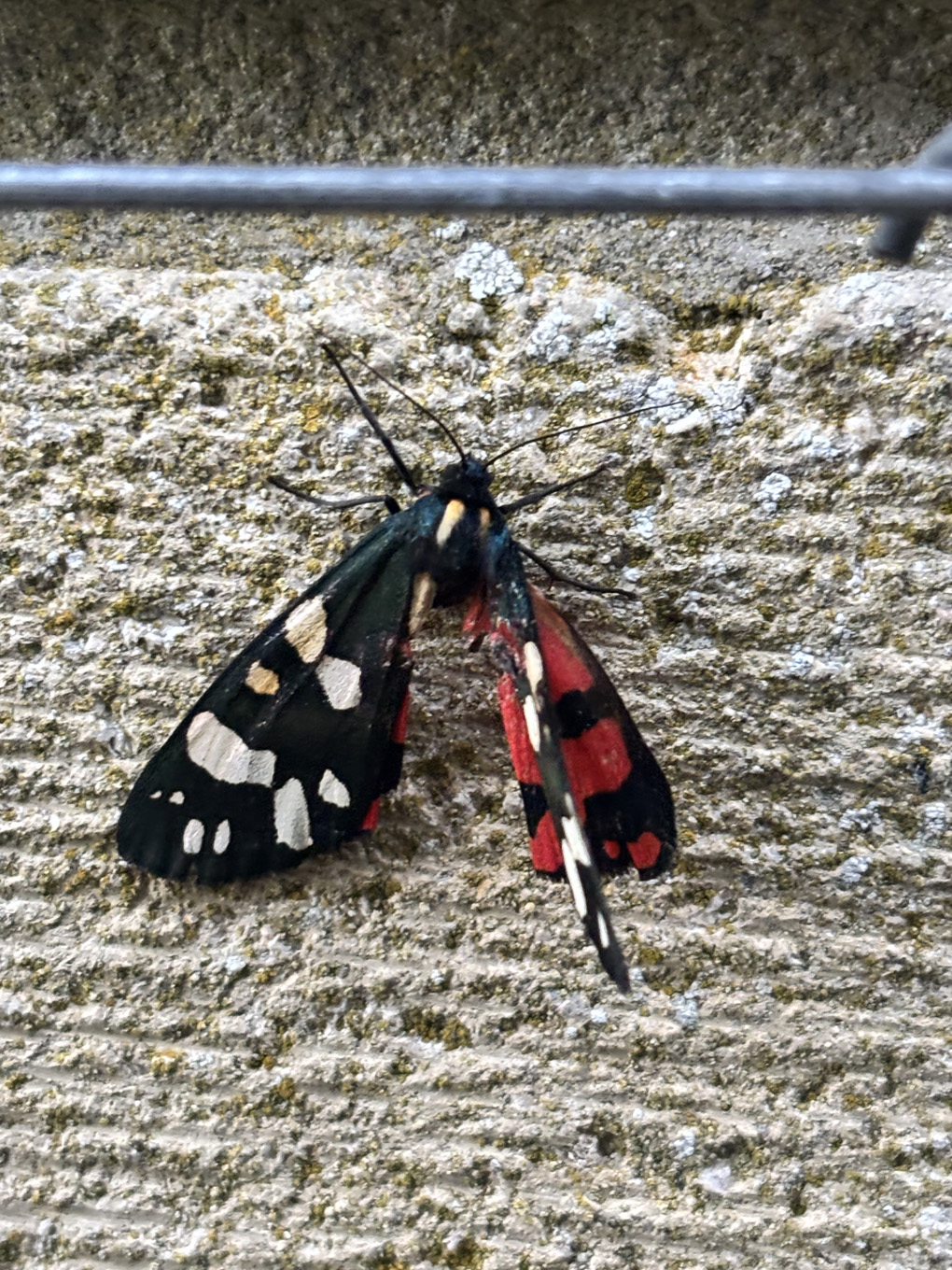 A black, red and cream moth with delicate wings settled on a cream garden wall
