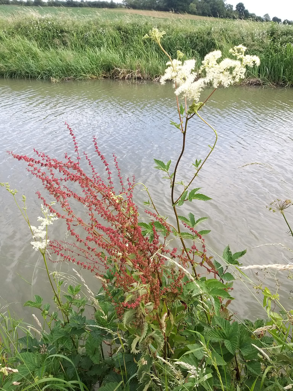 Wildflowers with the canal in the background.