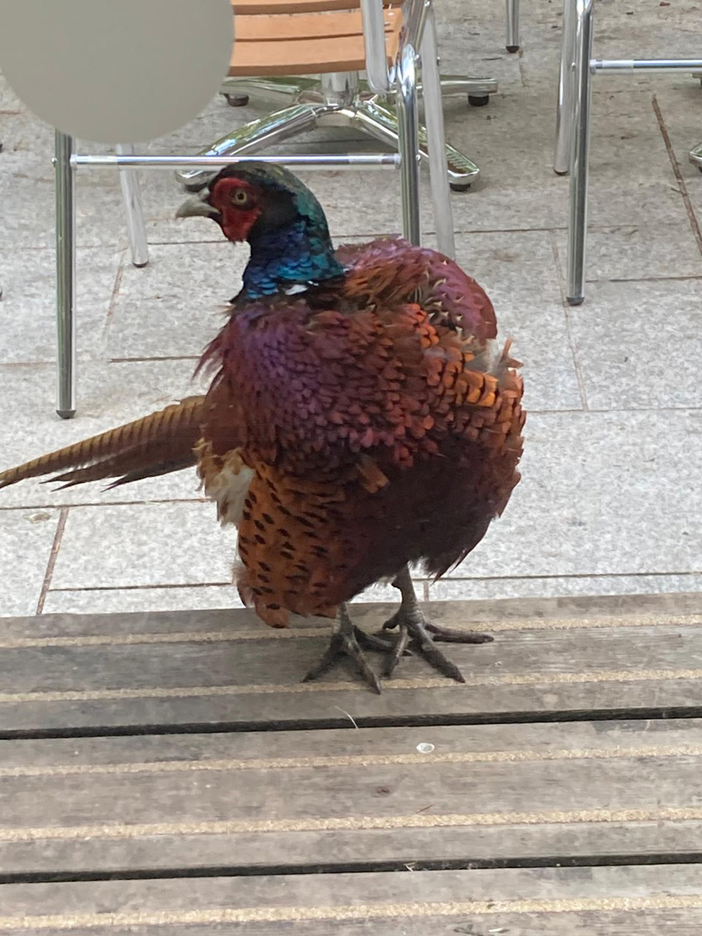 A fat pheasant