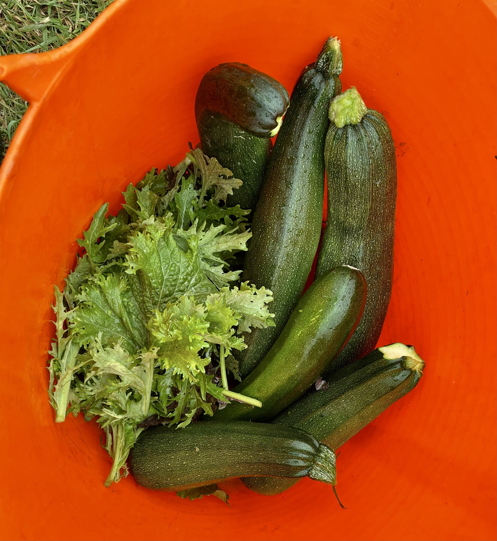 A orange trug with salad leaves and many courgettes