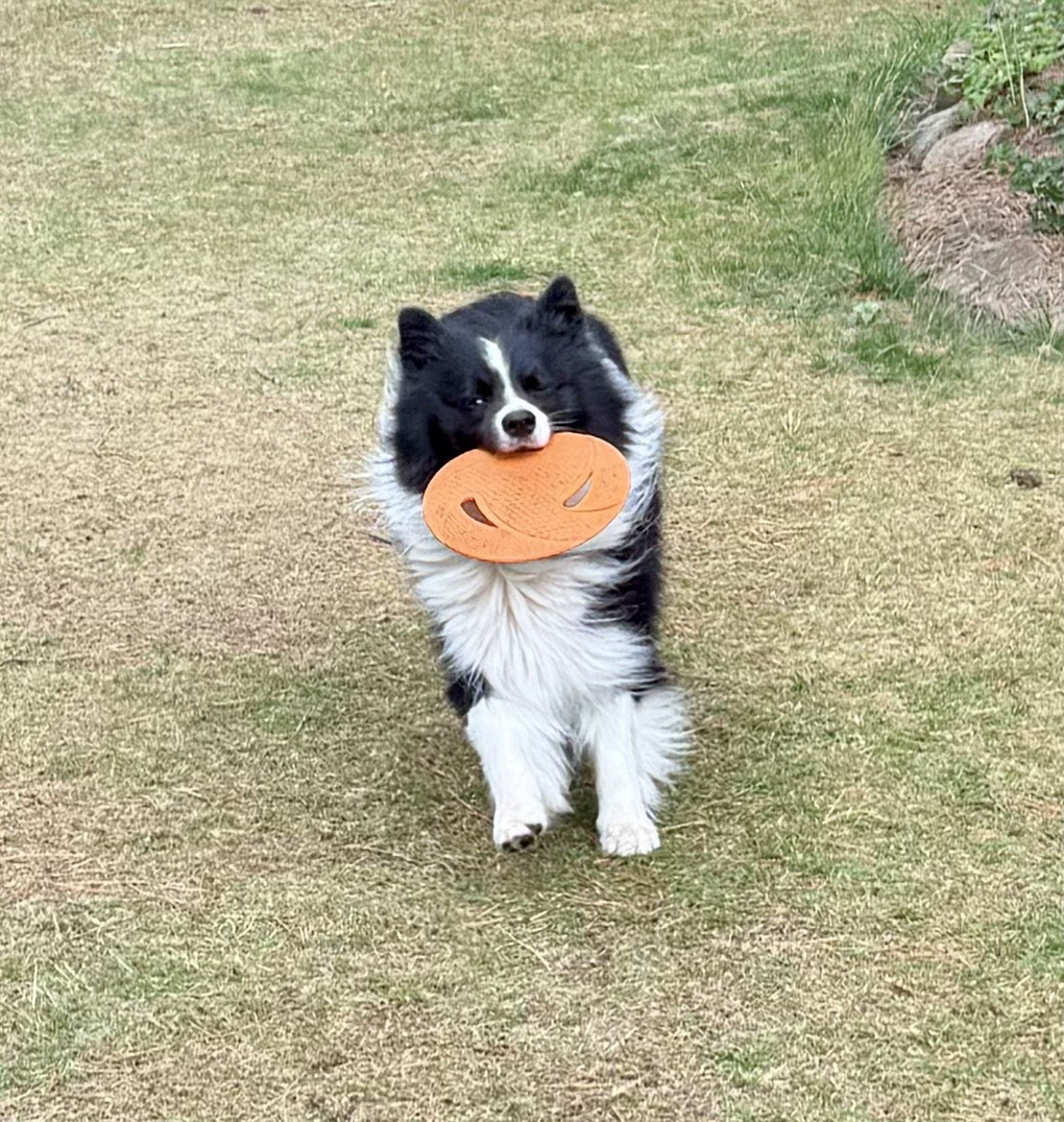 A border collie running with an orange frisbee