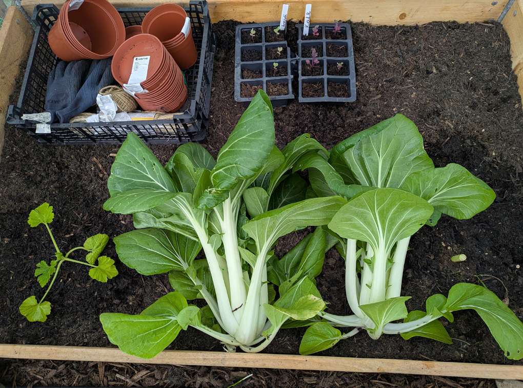 Two enormous pak choi lying next to a small courgette plant on a raised bed