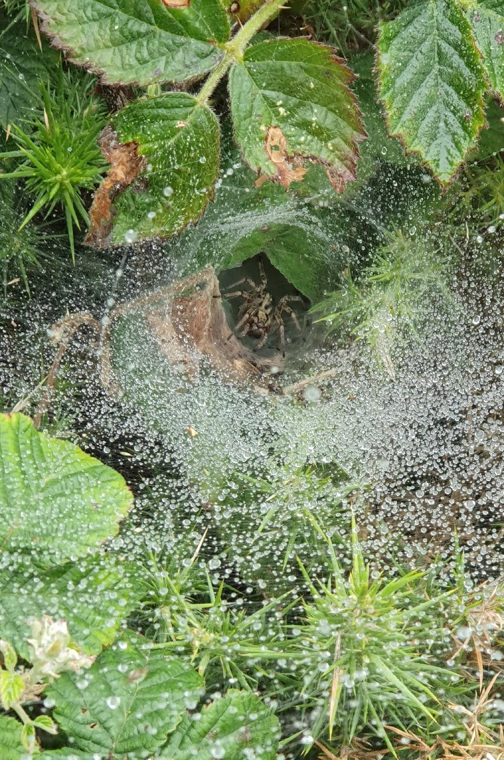Spider, gorse