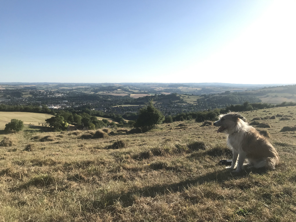 Small scruffy dog, white and tan, observing the view from Beckfords tower, across the sun scorched landscape, pure blue sky with not a cloud in sight.