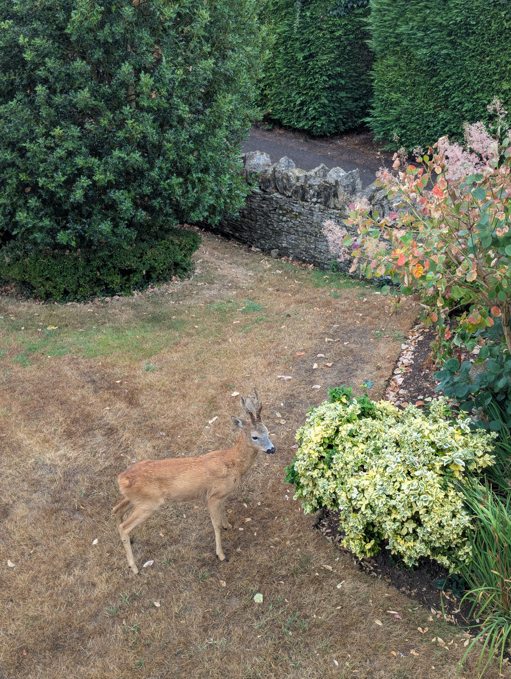 Picture of a deer foraging in my garden.