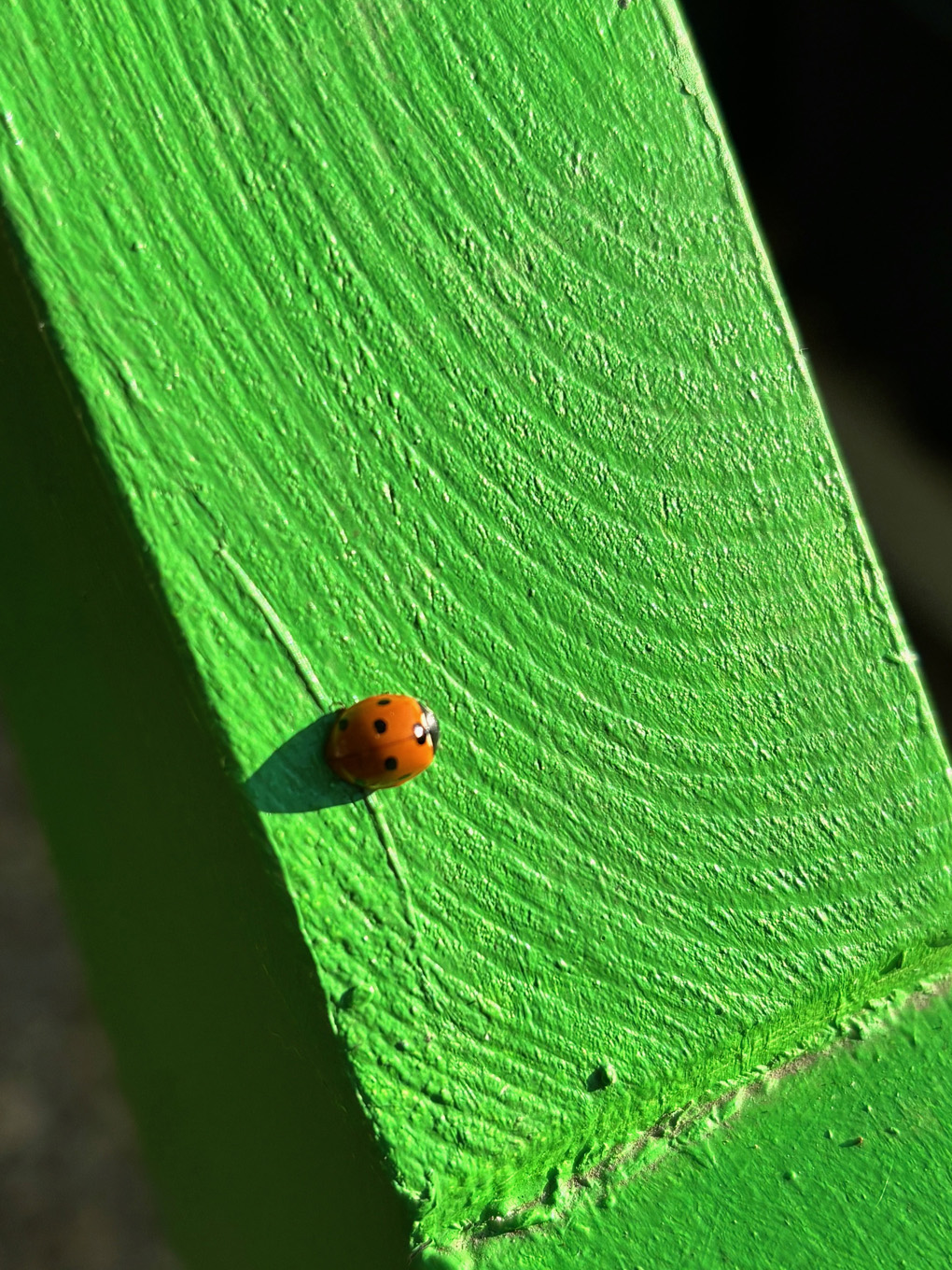 A close up of a red and black insect sat on a bright green painted wooden gate