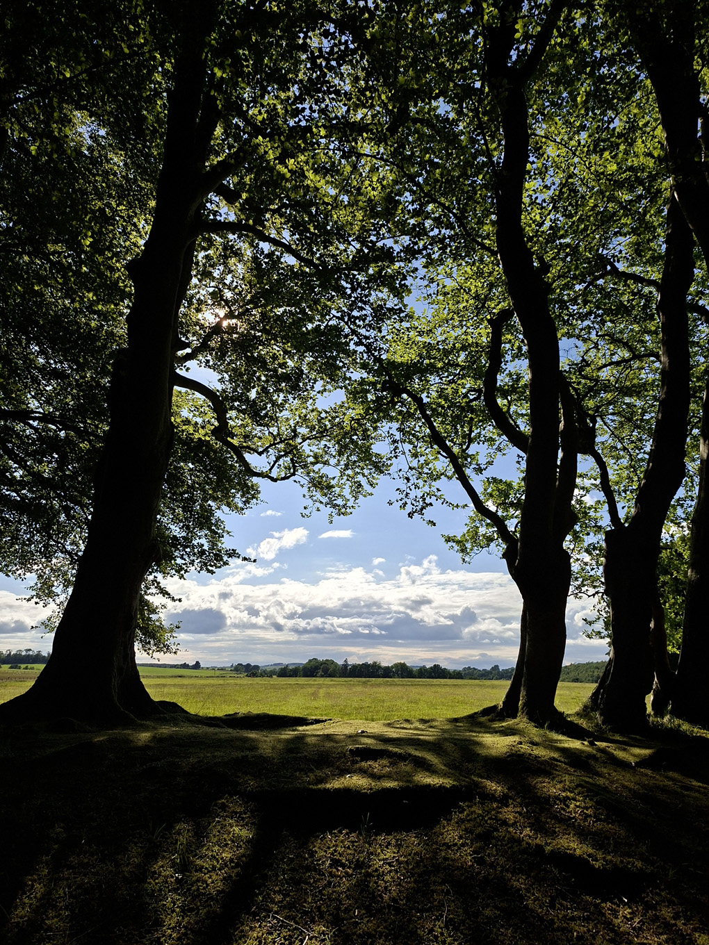 beech trees