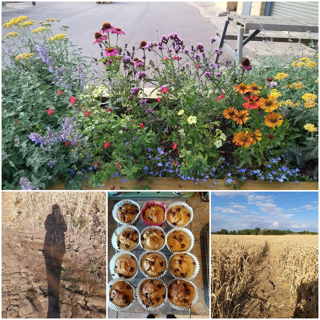 Top: a planter of colourful flowers.  Bottom left: my shadow in a wheat field.  Bottom centre: a tray of homemade banana choc chip muffins. Bottom right: a path through the tall wheat, against the blue sky.